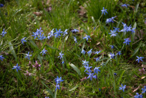 Siberian squill in the north park of Magdeburg, squill, Scilla Siberian squill in the north park of Magdeburg, squill, Scilla